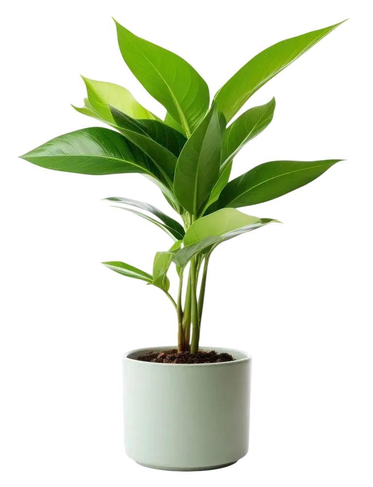 planta